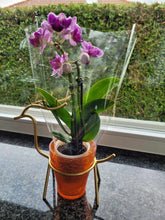 Load image into Gallery viewer, Hüdropooniline vaas põdraga