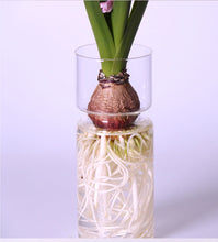 Load image into Gallery viewer, Klaasist hüdropooniline vaas