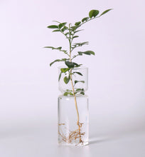 Load image into Gallery viewer, Klaasist hüdropooniline vaas